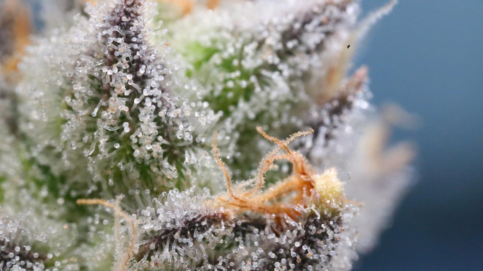 Close-up of cannabis trichomes - Tiny, crystal-like structures on the surface of cannabis plants that contain high concentrations of cannabinoids and terpenes. This image shows the intricate details of the trichomes, which are responsible for producing the potent effects of cannabis.